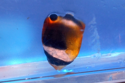 cyouhan