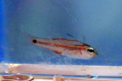 nenbutudai