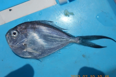 himesimagatuo